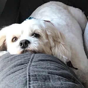 Meet your Posher, Bree